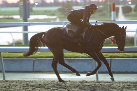 Toronto Ont.October 11, 2019.Woodbine Racetrack. Ziyad, gallops under exercise rider Katrine Hozang at Woodbine Racetrack
