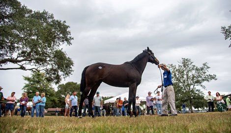 The Fast Lane.  Buyers    @ OBS. in Ocala Fl. Oct 7 2019;<br><br />
 &#169;JoeDiOrio/Winningimages.biz