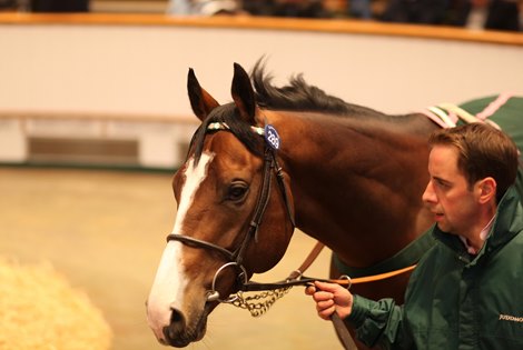 Lot 289 Sash (GB) 2016 B.C.  BY Oasis Dream (GB) EX Surcingle (USA)      Juddmonte Farms    Red Baron&#39;s Barn &amp; Rancho Temescal    320,000 Tattersalls Autumn Horses In Training Sale 2019 18/10/19