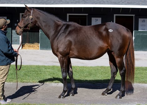 Hip 59 Spa Treatment at the Fasig Tipton Fall Sale in Saratoga Springs October 14, 2019.
