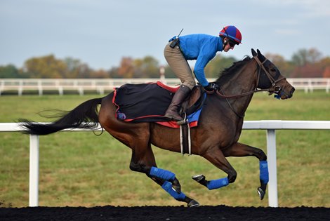 Mrs. Sippy breezes at Fair Hill before 2019 Breeders&#39; Cup with Robbie Walsh aboard