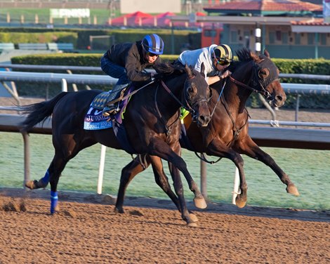 Eight Rings at  Oct. 27, 2019 Santa Anita in Arcadia, CA. 