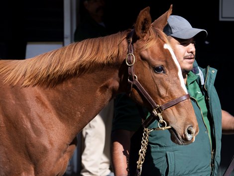 Hip 260 Practical Joke - Unicom Kid at the Fasig Tipton Fall Sale in Saratoga Springs October 14, 2019.<br><br />
Photo by Skip Dickstein