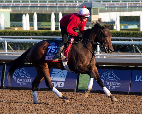 Perfect Alibi<br><br />
at  Oct. 31, 2019 Santa Anita in Arcadia, CA. 