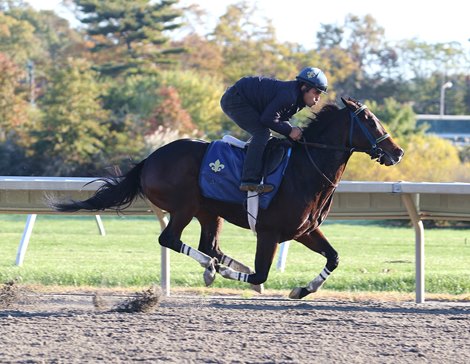 Imperial Hint put in his final work at his home base,  Monmouth Park on Thursday morning October 24, 2019.  The speedy son of Imperialism worked a half mile with regular exercise rider Alejandro Contreras as he prepares to compete in the Breeders&#39; Cup Sprint at Santa Anita Racetrack in Arcadia, California