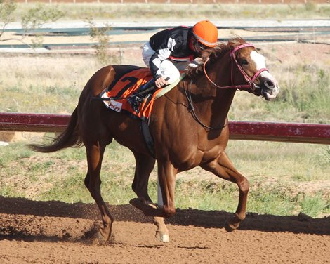 Cashcheckorcharge wins 2019 Chaves County Stakes at Zia Park