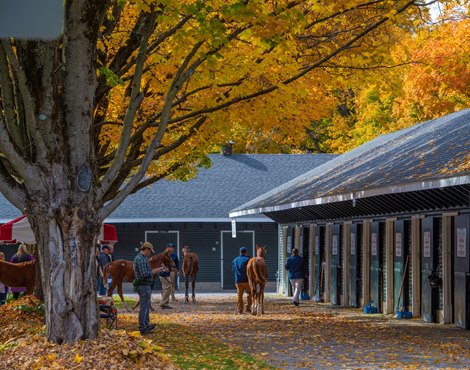 Looking like fall at the Fasig Tipton Fall Sale in Saratoga Springs October 14, 2019.<br><br />
Photo by Skip Dickstein