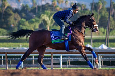 El Tormenta galloping at Santa Anita Park for the Breeders’ Cup Mile, 10.29.19