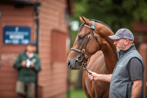 2019 Tattersalls October Yearling Sale Lot 77