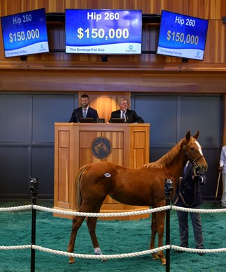 Hip 260 at the Fasig Tipton Fall Mixed Sale October 15, 2019 in Saratoga Springs, N.Y.  
