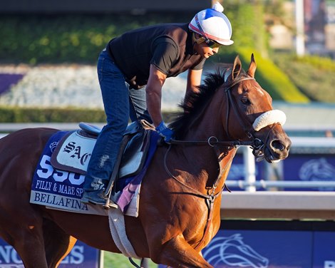 Bellafina<br><br />
at  Oct. 31, 2019 Santa Anita in Arcadia, CA. 