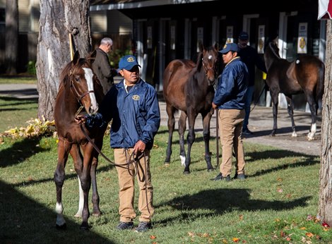 Horses for sale at the Fasig Tipton Fall Mixed Sale October 15, 2019 in Saratoga Springs, N.Y.  