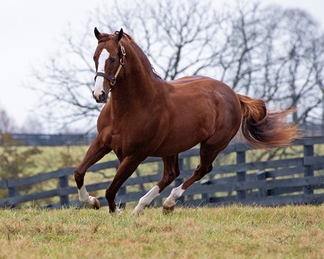 California Chrome at Taylor Made on Nov. 22, 2019 Taylor Made in Nicholasville, KY. 