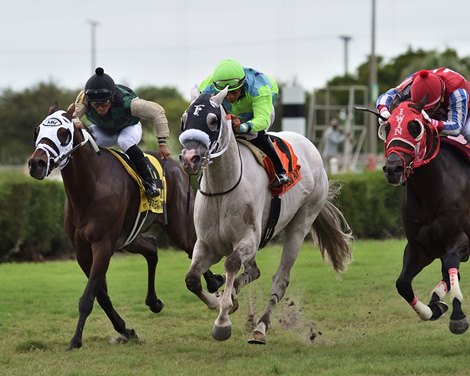 Galleon Mast wins the 2019 Millions Turf Preview Stakes at Gulfstream Park West 