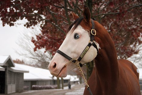 Southern Phantom at 2019 Keeneland November Sale