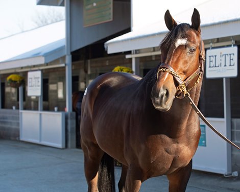 Hip 3136 Annals of Time<br><br />
on  Nov. 13, 2019 Keeneland in Lexington, KY. 