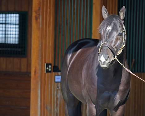 Coal Front on Nov. 15, 2019 Spendthrift Farm in Lexington, KY.