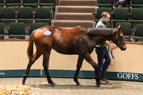 20 November 2019;   Lot 658: Dark Angel ex Faraday Light filly from Ballylinch Stud who was purchased by Shadwell Estate Company for € 575,000 at Goffs November Foal Sale.       