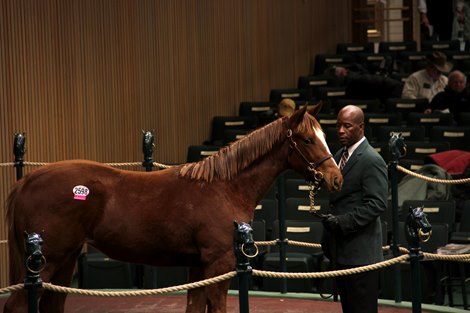 Hip 2598 at 2019 Keeneland November Sale