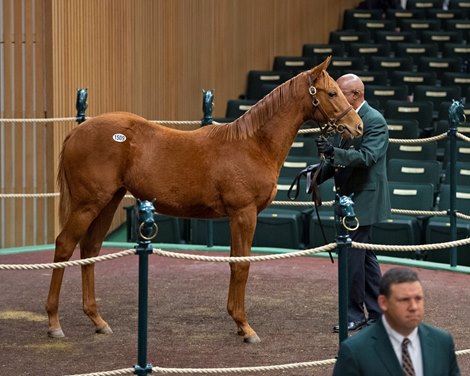 Hip 1509 filly by Mastery from Jungle Tale on  Nov. 9, 2019 Keeneland in Lexington, KY. 