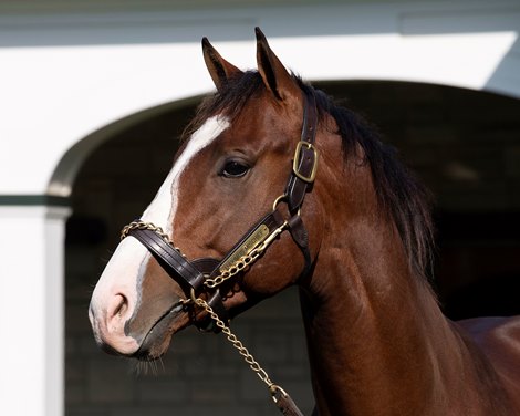 Maximus Mischief at Spendthrift on  Nov. 8, 2019 Spendthrift in Lexington, KY.