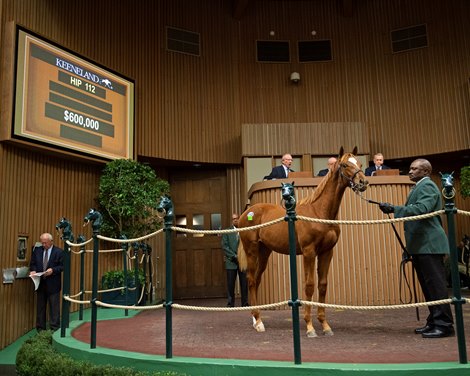 Hip 112 colt by Tapit from Take Charge Brandi<br><br />
at  Nov. 6, 2019 Keeneland in Lexington, KY. 