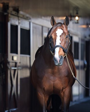 Into Mischief on Nov. 15, 2019 Spendthrift Farm in Lexington, KY. 