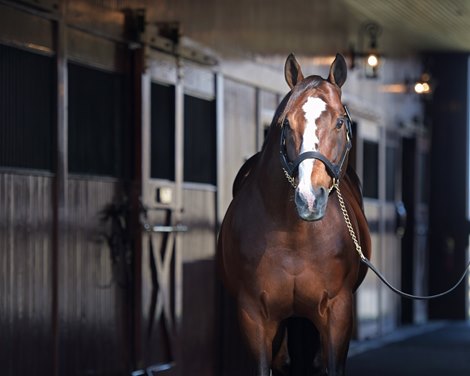 Into Mischief on Nov. 15, 2019 Spendthrift Farm in Lexington, KY. 