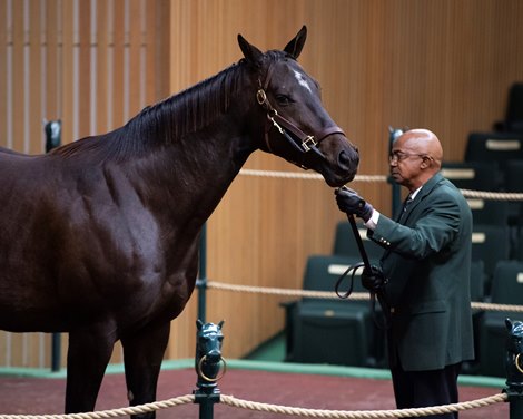 Hip 1301 Ultimate Cause on  Nov. 9, 2019 Keeneland in Lexington, KY. 