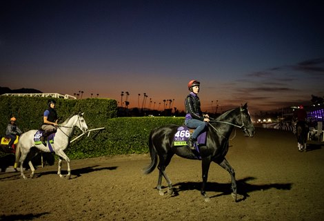 Suedois leads Lord Glitters off the training track at Santa Anita the morning of Oct. 30