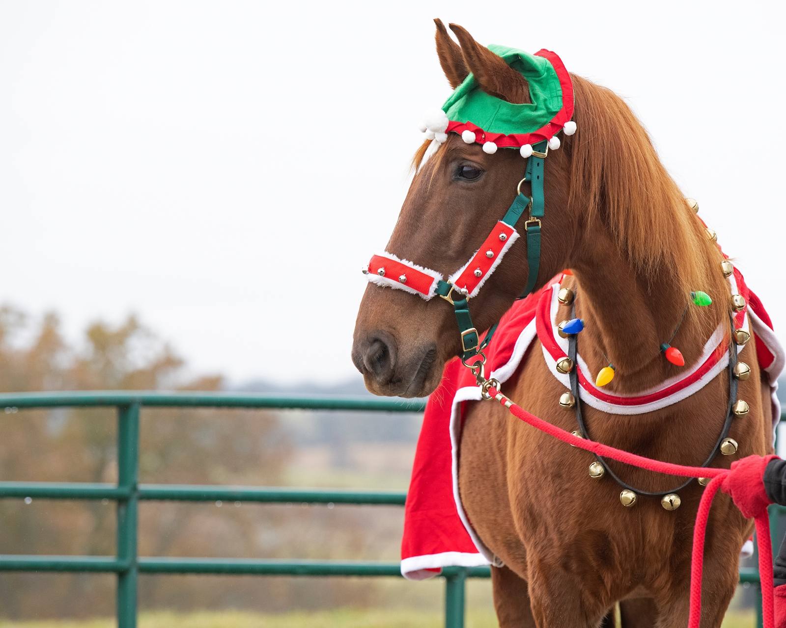 Horse bell on sale