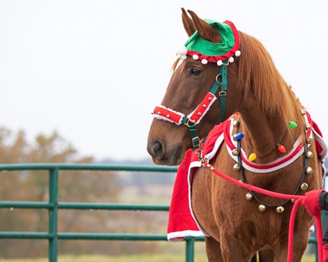 Hank practicing at Side Saddle Farm for his Salvation Army gig with handler/trainer Tammi Regan on Nov. 23, 2019 Side Saddle Farm in Cynthiana, KY. 