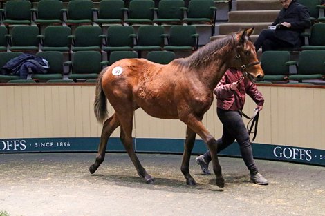 18 November 2019;  Lot 190: Camelot ex Lucht Na Gaeilge filly from Ballintry Stud who was bought by Jamie Railton Sales Agency for € 72,000 at Goffs November Foal Sale.       