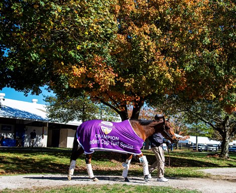 Hip 96, Belvoir Bay, Fasig-Tipton, sales, November, 3, 2019