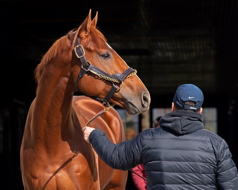 Vino Rosso at<br>
Spendthrift<br>
on  Nov. 8, 2019 Spendthrift in Lexington, KY.
