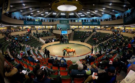 Scene at 2019 Goffs November Foal Sale