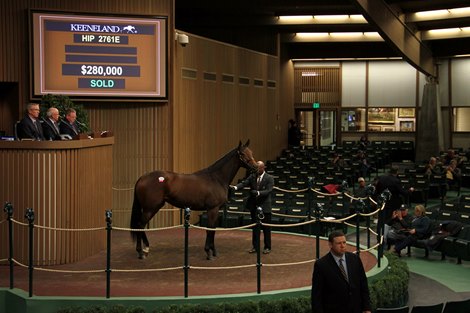 Hip 2761E (Shedaresthedevil) at 2019 Keeneland November Sale
