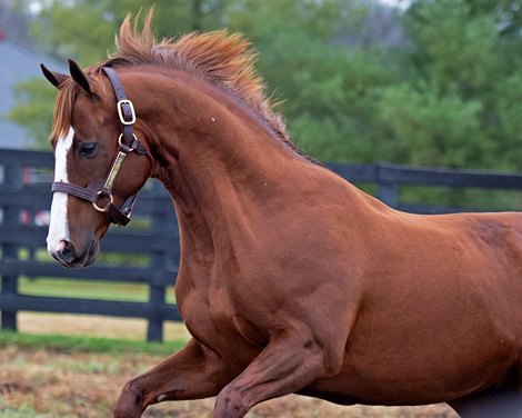 California Chrome at Taylor Made on Nov. 22, 2019 Taylor Made in Nicholasville, KY.