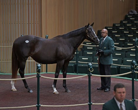 Hip 2772 Magical Ride<br><br />
on  Nov. 13, 2019 Keeneland in Lexington, KY. 