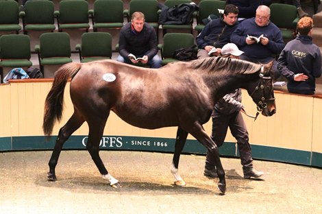 21 November 2019;  Lot 950: Etoile Filante, by So You Think ex Alpha Lupi from Kiltinan Castle Stud who fetched € 300,000 when sold to John McCormack at Goffs November Breeding Stock Sale.       