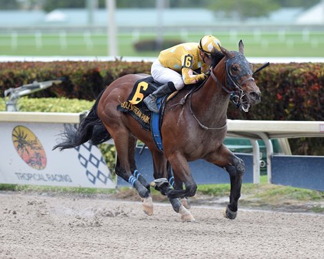 Diamond Oops wins 2019 Mr Prospector Stakes Saturday, December 21 at Gulfstream Park.