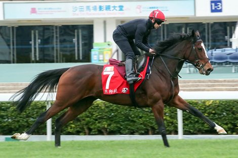 Magic Wand - Hong Kong International Races trackwork - December 5, 2019