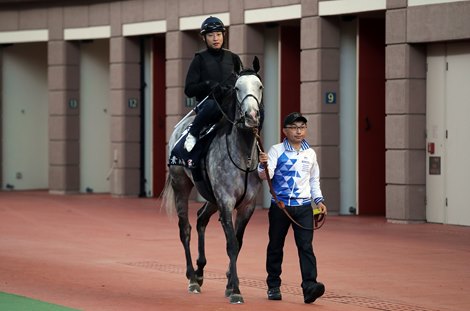 Normcore - Hong Kong International Races trackwork - December 4, 2019