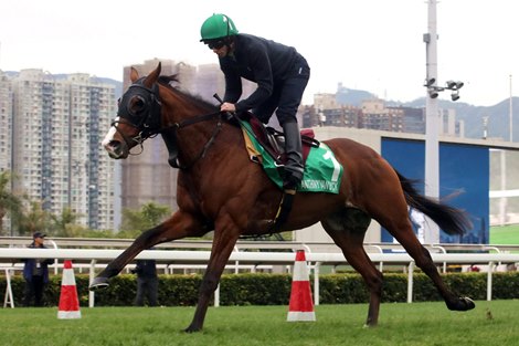 Anthony Van Dyck works at Sha Tin