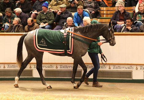 Lot 2123 Oboe (USA) 2016 Gr/Ro.F.  BY Mizzen Mast (USA) EX Flute (USA)     Juddmonte Farms    BBA Ireland    290,000  Tattersalls December Mare Sale 04/12/19 