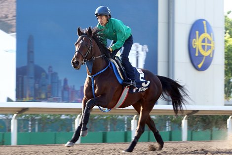 Indy Champ - Hong Kong International Races trackwork - December 7, 2019