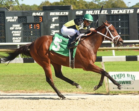 J P's Delight wins the 2019 FTBOA City of Ocala Florida Sire Stakes at Tampa Bay Downs