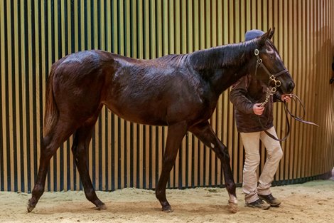 2019 Arqana Deauville December Breeding Stock Sale, Lot 411<br><br />
f.2019 Wootton Bassett