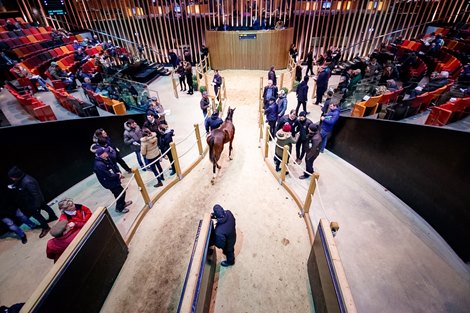 2019 Arqana Scene