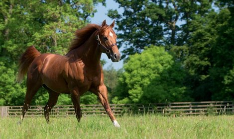 The stallion Darley Night of Thunder at Kildangan Stud